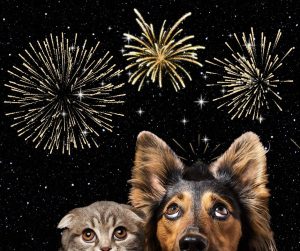 Vuurwerk honden en katten