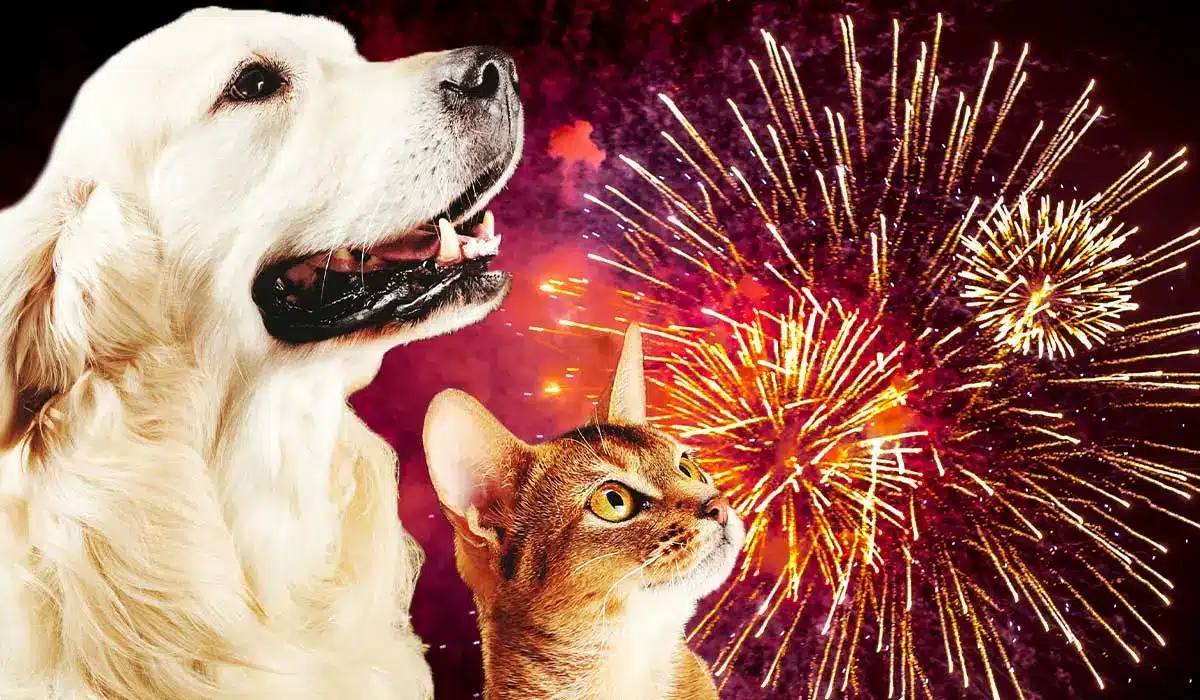 vuurwerk hond en kat