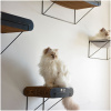 I Love Happy Cats Kartonnen Wandplank - David - Bruin:Zwart - Sfeerfoto 2